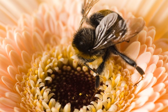 Not all bees were made alike. These old farm magazines give advice on which are the best.
